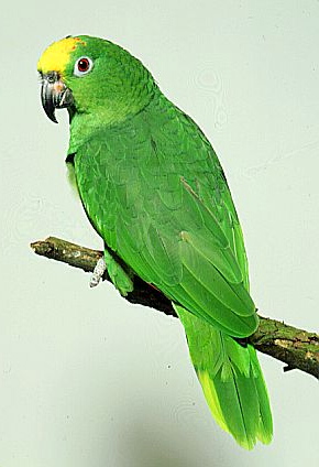 Виды попугаев: Амазонка
