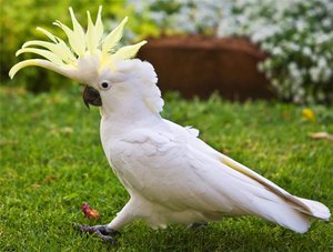 Попугаи какаду – настоящая экзотика.