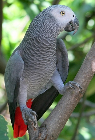 Виды попугаев: серый