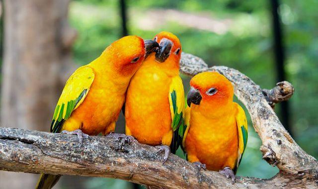 Три желтых попугая