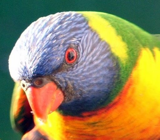 Виды попугаев: лорикеты