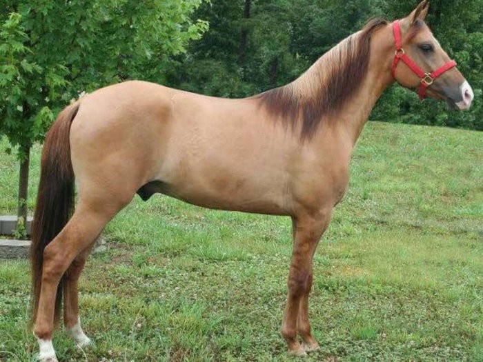 Светло-коричневая лошадь