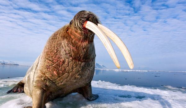 Фото: Атлантический морж
