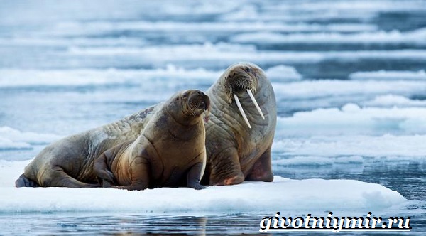 Морж-животное-морж-образ жизни-и-среда обитания-3