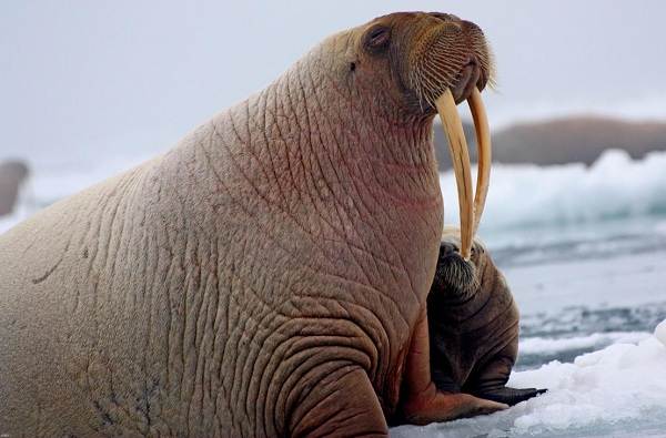Морж-животное-описание-характеристики-виды-образ жизни-и-среда обитания-морж-3