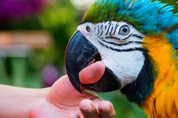 попугай кусает палец