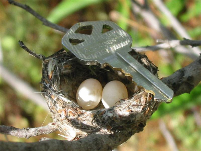 Фото яиц колибри