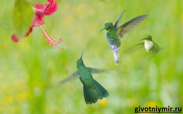 Колибри-птица-среда обитания-и-характеристики-колибри-8