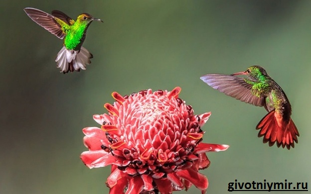 Колибри-птица-среда обитания-и-характеристики-колибри-6