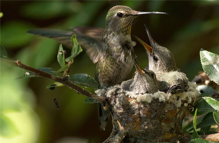 Фото гнезда колибри