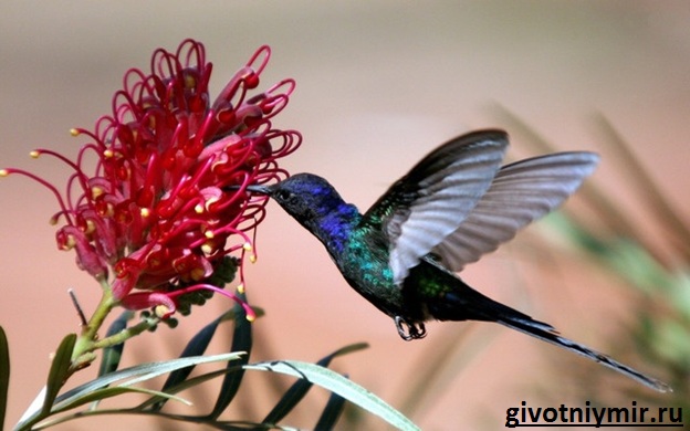 Колибри-птица-среда обитания-и-характеристики-колибри-7