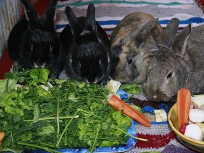 Чем кормить зайца в домашних условиях?