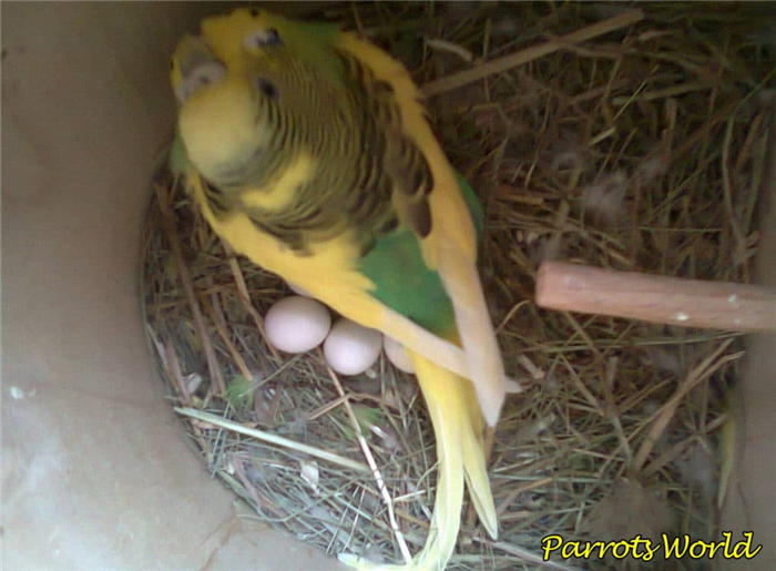 Разведение волнистых попугайчиков: от выбора партнера до появления птенцов