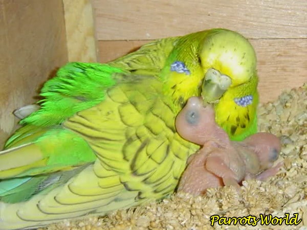 Разведение волнистых попугайчиков: от выбора партнера до появления птенцов