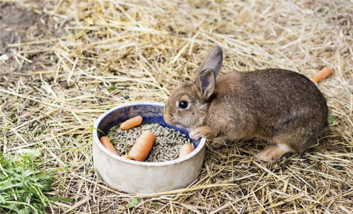 Еда для кроликов