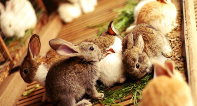 Кролики и еда