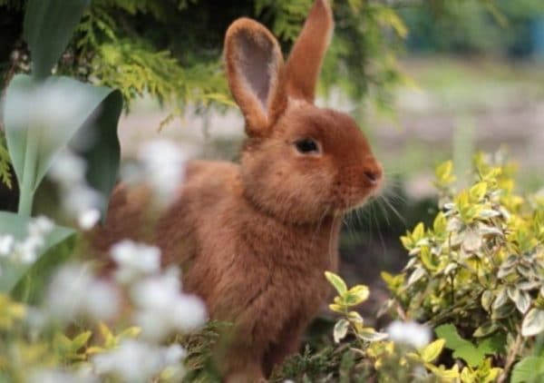 Для улучшения качества меха кроликам зимой дают ячмень, а летом капусту.