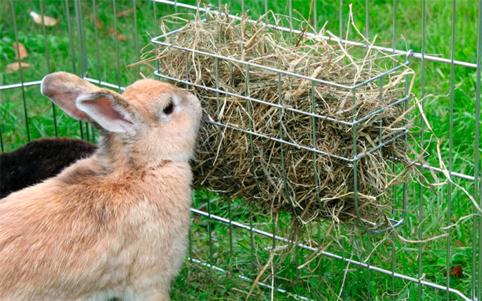 Сырой корм для кроликов