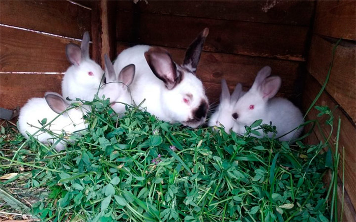корм для зеленых кроликов