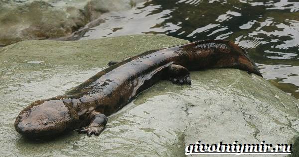 Саламандра-животное-образ жизни-и-среда обитания-саламандры-4