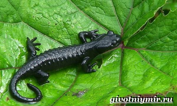 Саламандра-животное-образ жизни-и-среда обитания-саламандры-9