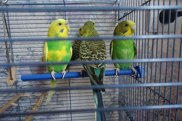 Питомник – лучшее место для покупки попугая