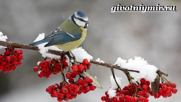 Синица-птица-Образ жизни-и-среда обитания-синицы-3