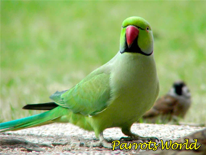 Ошейниковый попугай: описание, виды, условия содержания