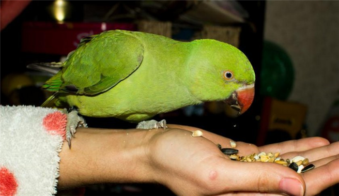 Кушающий попугай ожерелье