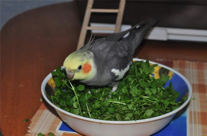 Попугай ест овощи