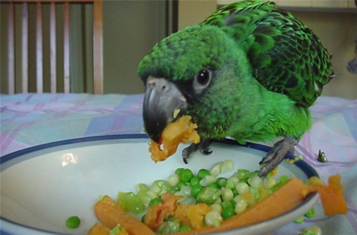 Попугай ест овощи