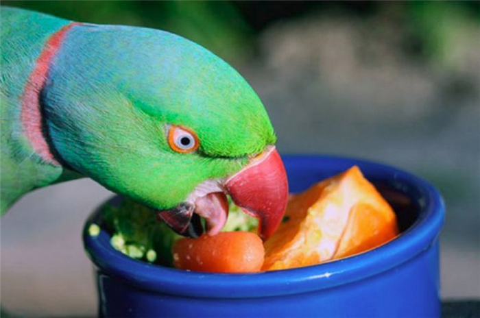 Попугай ест фрукты
