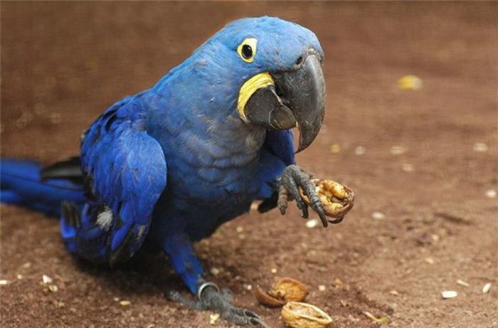 Попугай ест орехи
