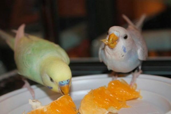 мандарины и попугаи