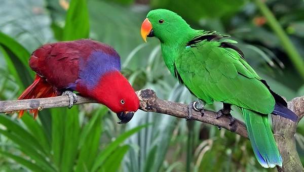 Виды-попугаев-Описания-названия-и-характеристики-видов-попугаев-58