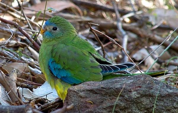 Виды-попугаев-Описания-названия-и-характеристики-видов-попугаев-56