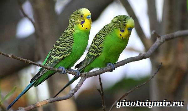 Виды-попугаи-описания-названия-и-характеристики-попугаи-3