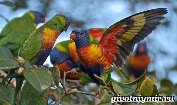 Виды-попугаи-описания-названия-и-характеристики-20