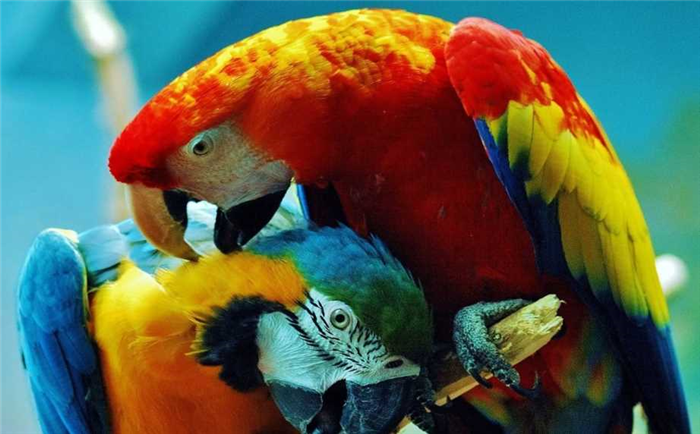 сколько видов попугаев существует в мире