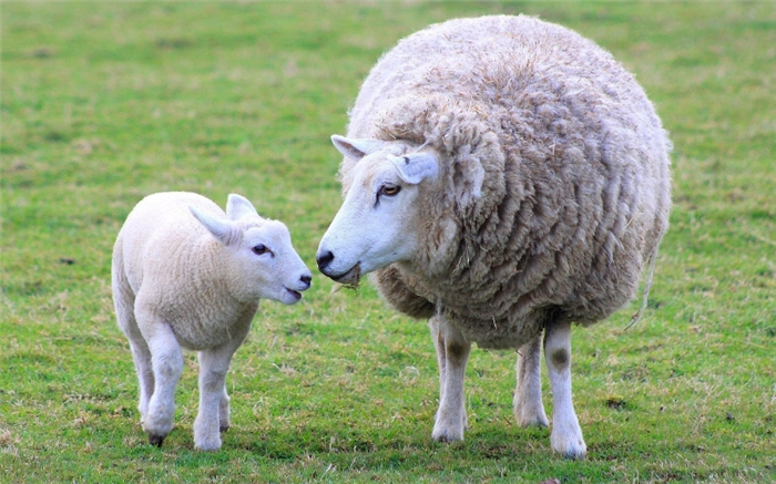 Характеристики ягненка, овечки