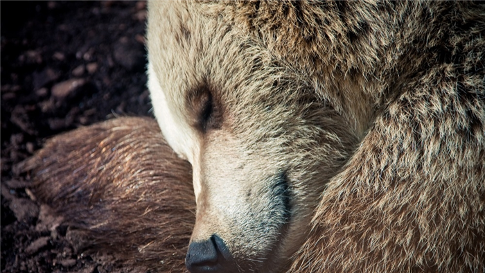 как работает тело медведя во время спячки width=