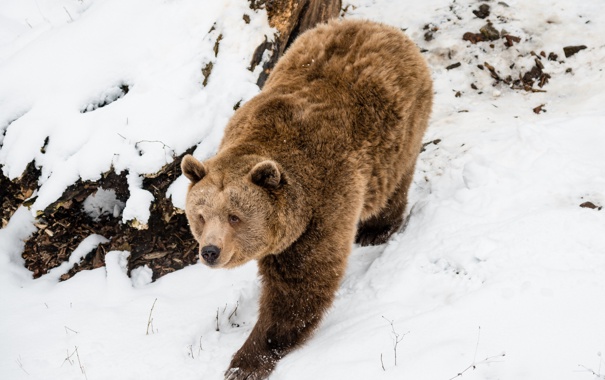 Почему медведь сосет лапу зимой и что это значит