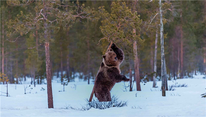 Медвежья удочка