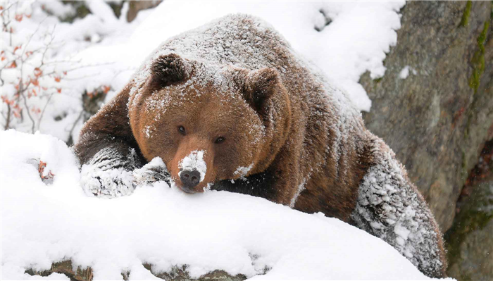 Медведь готовится ко сну