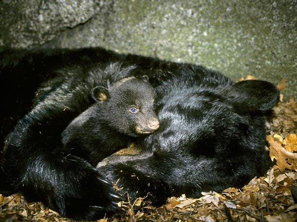 почему медведь спит зимой почему он сосет лапу