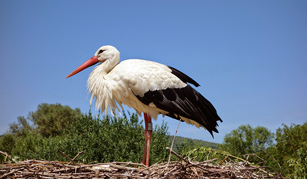 Фото: птица белый аист