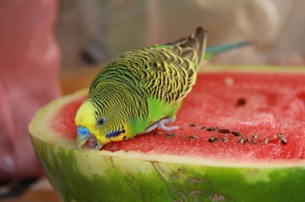 Чем можно кормить попугая кроме еды