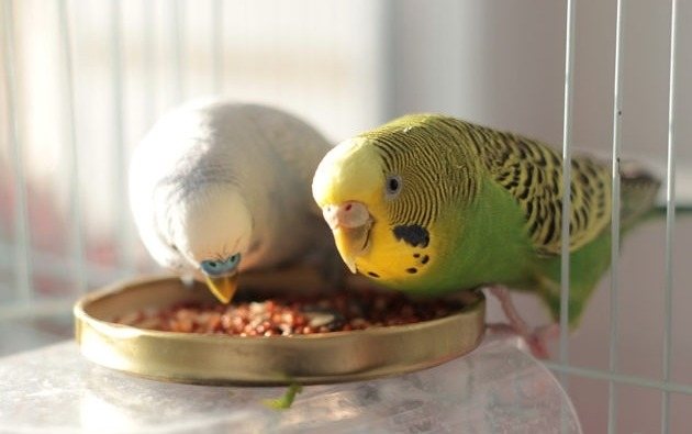 попугай ест в естественной среде