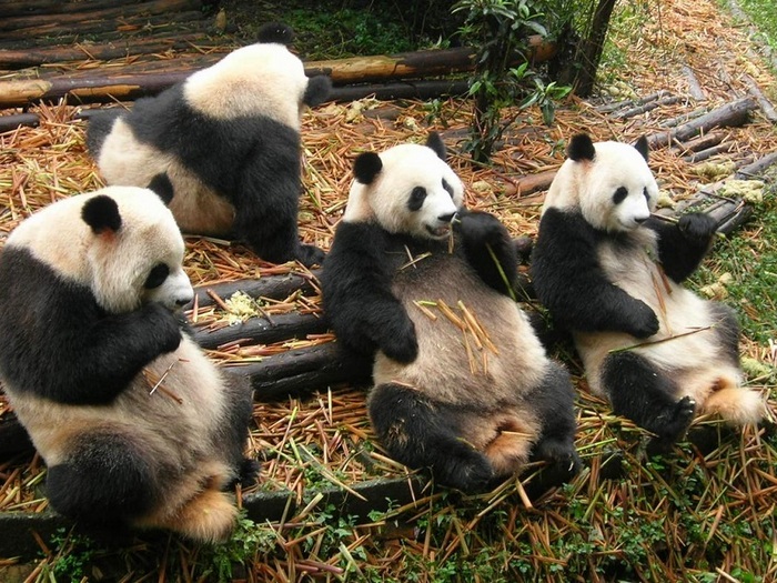 Что-панда-ест-в-природе-что-панды-ест-кроме-бамбука-3