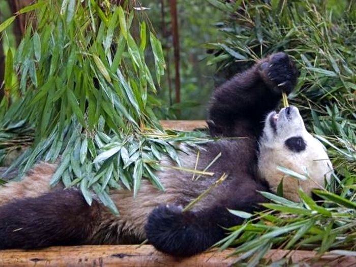 Что-панда-ест-в-дикой природе-что-панды едят-кроме-бамбука-5